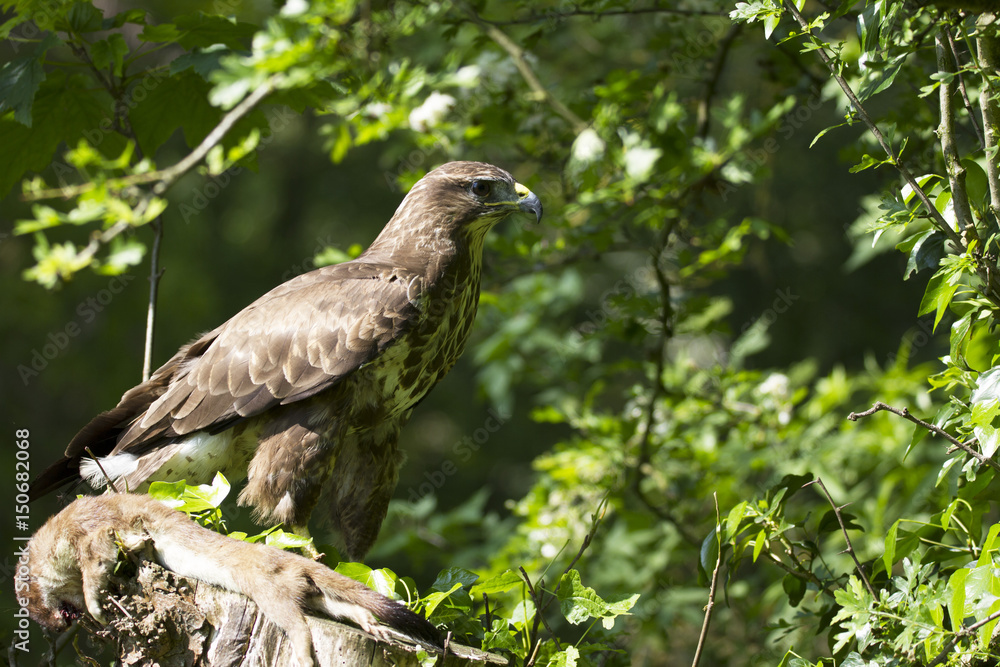 Common Buzzard, Bird of Prey, perched on it's prey on a fence post with a lovely depth of field Common Buzzard, Bird of Prey, perched on it's prey on a fence post with a lovely depth of field