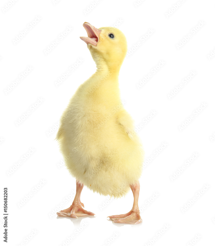Cute funny gosling on white background