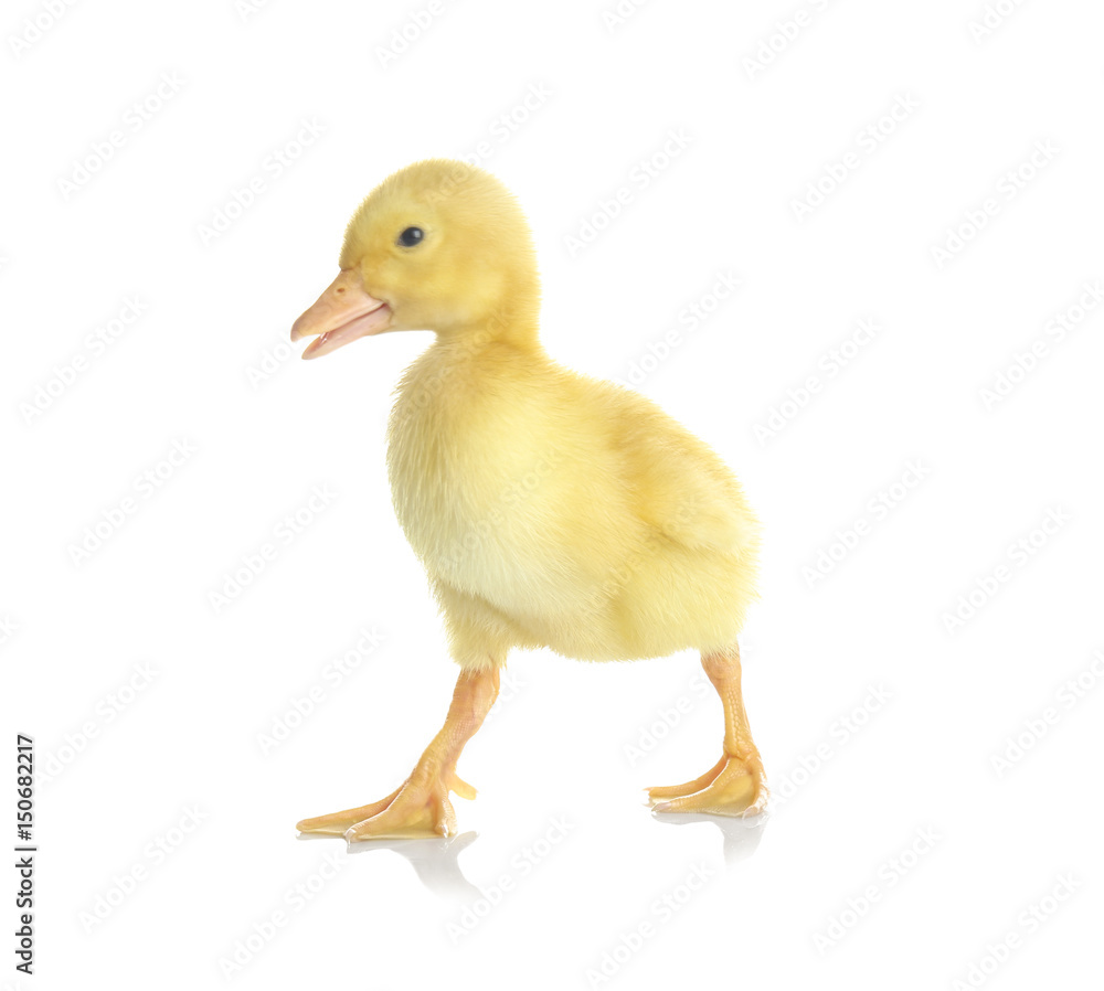 Cute funny duckling on white background