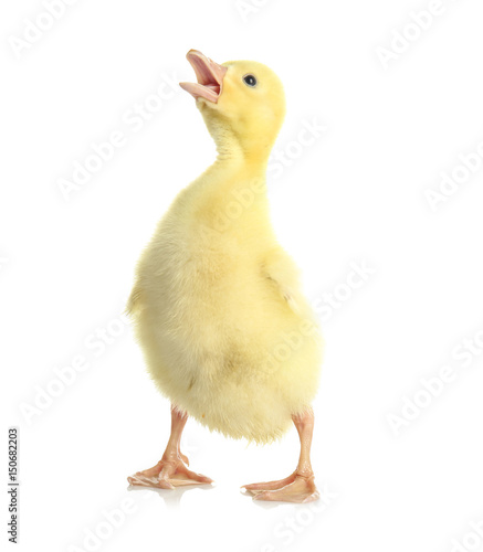 Cute funny gosling on white background
