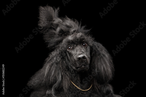 Funny Portrait of Royal Poodle Dog with Stupid face, gold chain and Haitstyle, Isolated on Black Background, front view