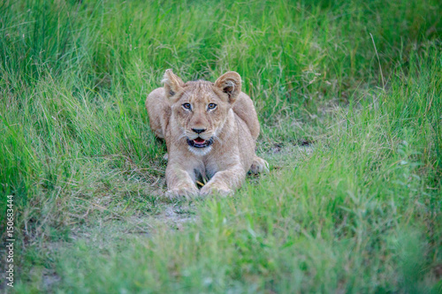 Lion cub laying in the grass.