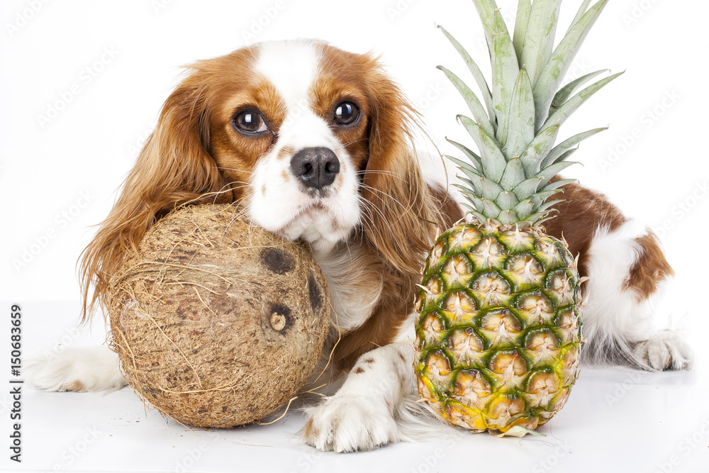 Dog with pineapple and coconut
