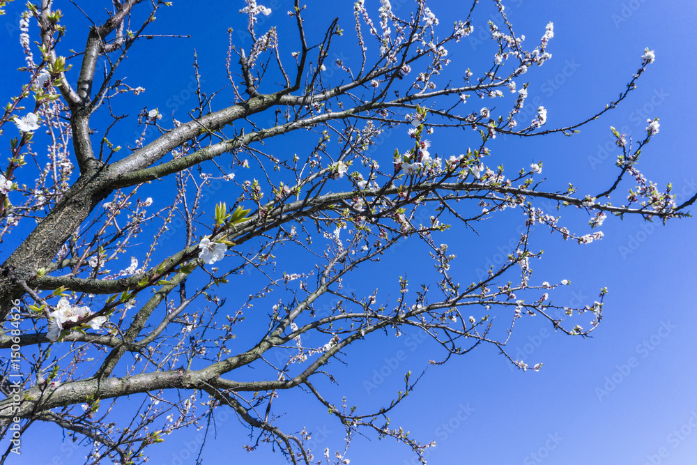 Blossoming cherry tree on the blue sky.