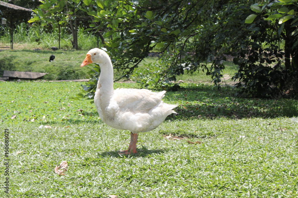 Ganso, Zoológico Santa Fe. Medellín, Antioquia, Colombia. Ganso, Zoológico Santa Fe. Medellín, Antioquia, Colombia.