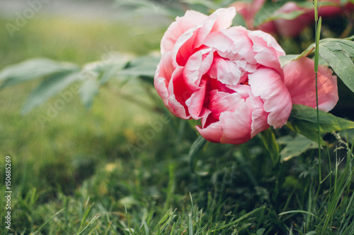 Цветок пиона на кусте