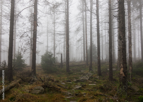 The old and autumn forest in Harz, Germany