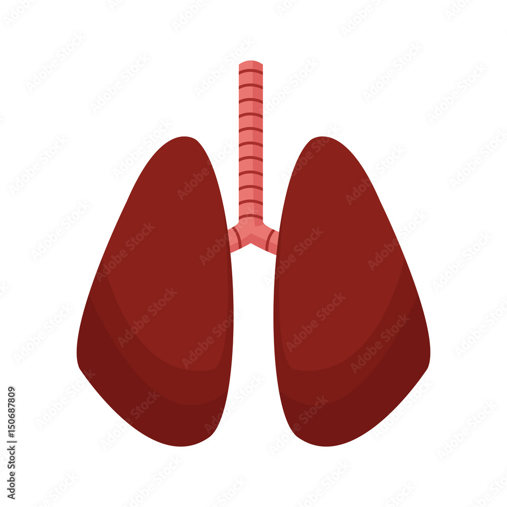 lung human anatomical health image vector illustration lung human anatomical health image vector illustration
