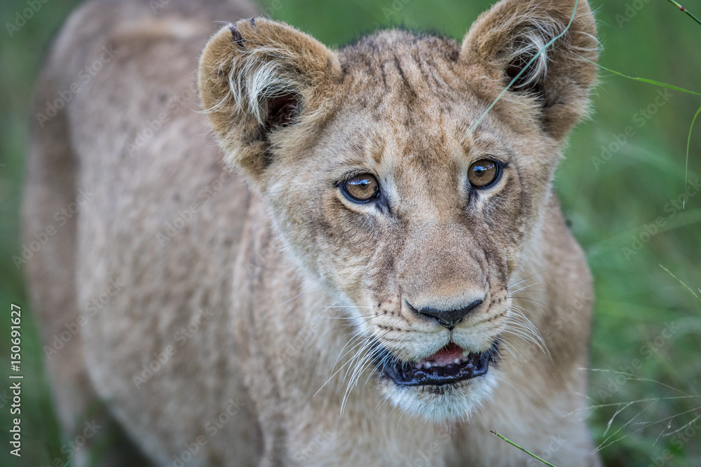 Fototapeta premium Young Lion starring at the camera.