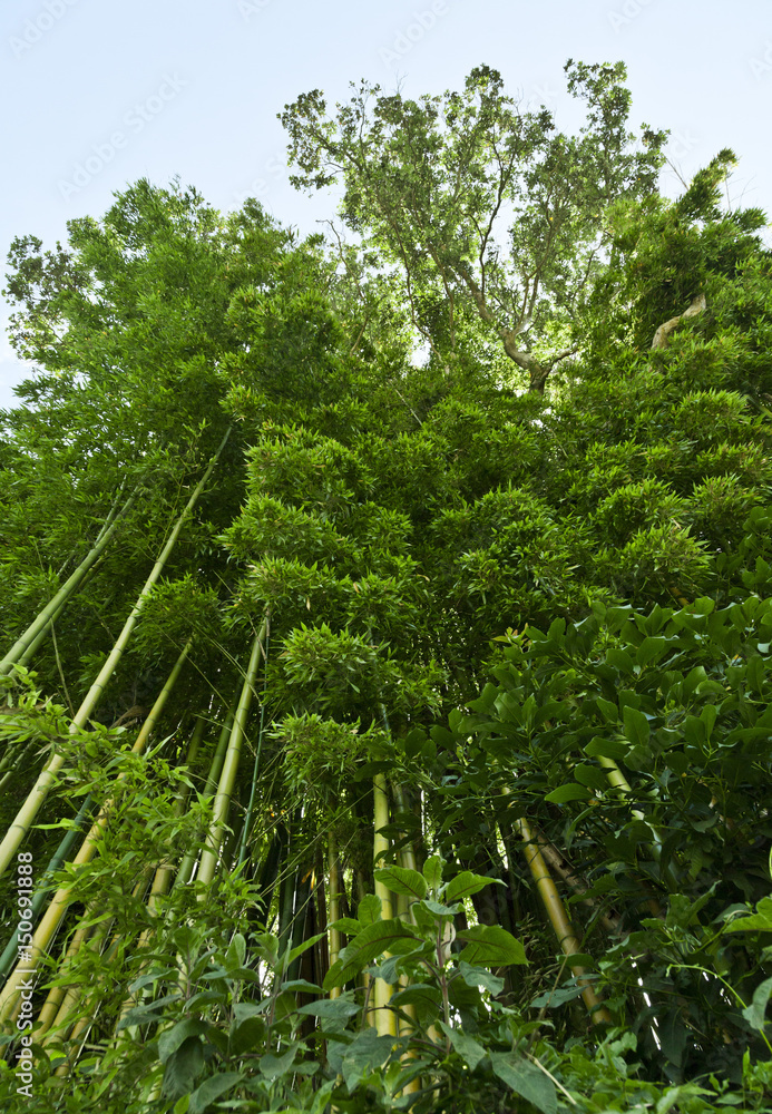 Fototapeta premium Lush green bamboo background