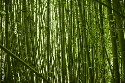 Lush green bamboo background