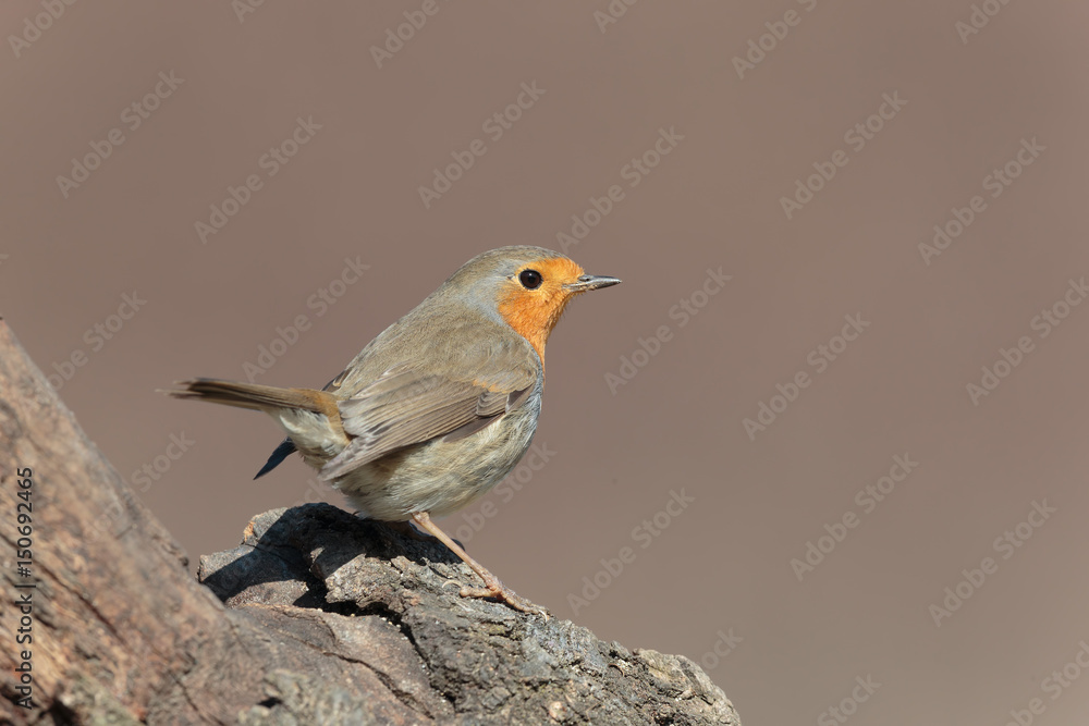 Robin11 Robin11