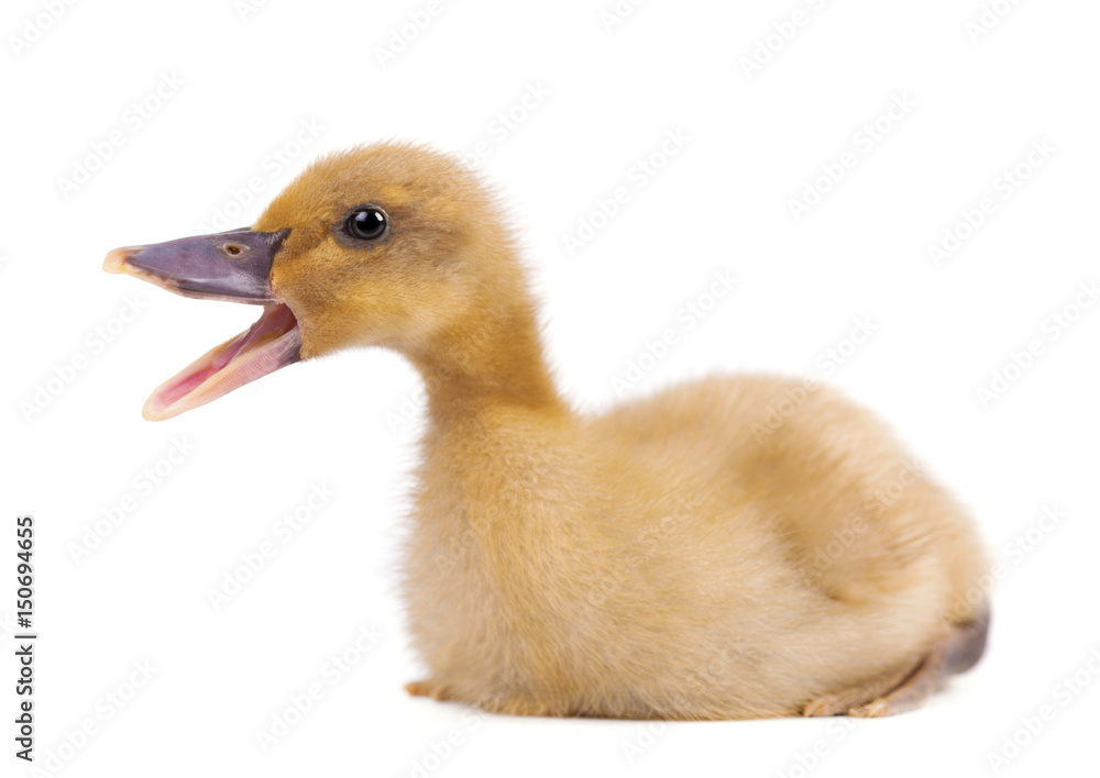 Obraz premium Domestic duckling isolated on white background