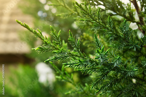Branch of a coniferous tree on green background.