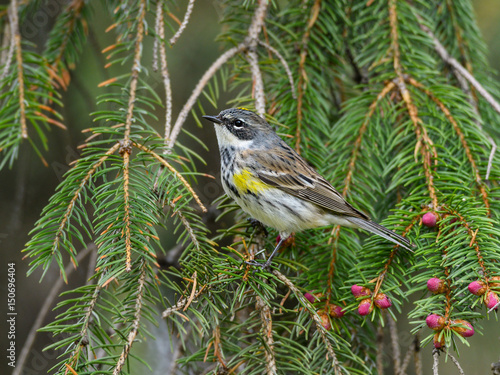 Yellow-rumped Warbler  Perched on Spruce Tree © FotoRequest