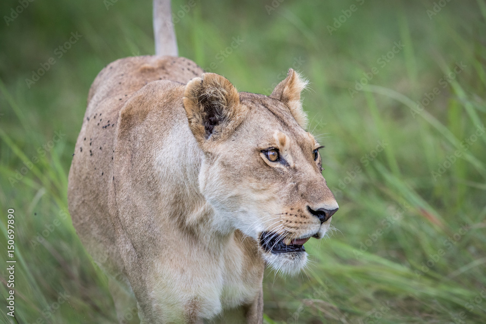 Female Lion walking towards the camera. Female Lion walking towards the camera.