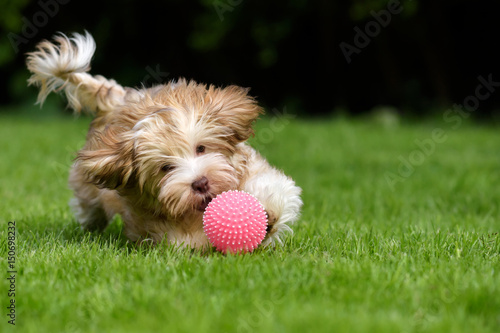 Photo Playful havanese puppy dog chasing a pink ball in the grass