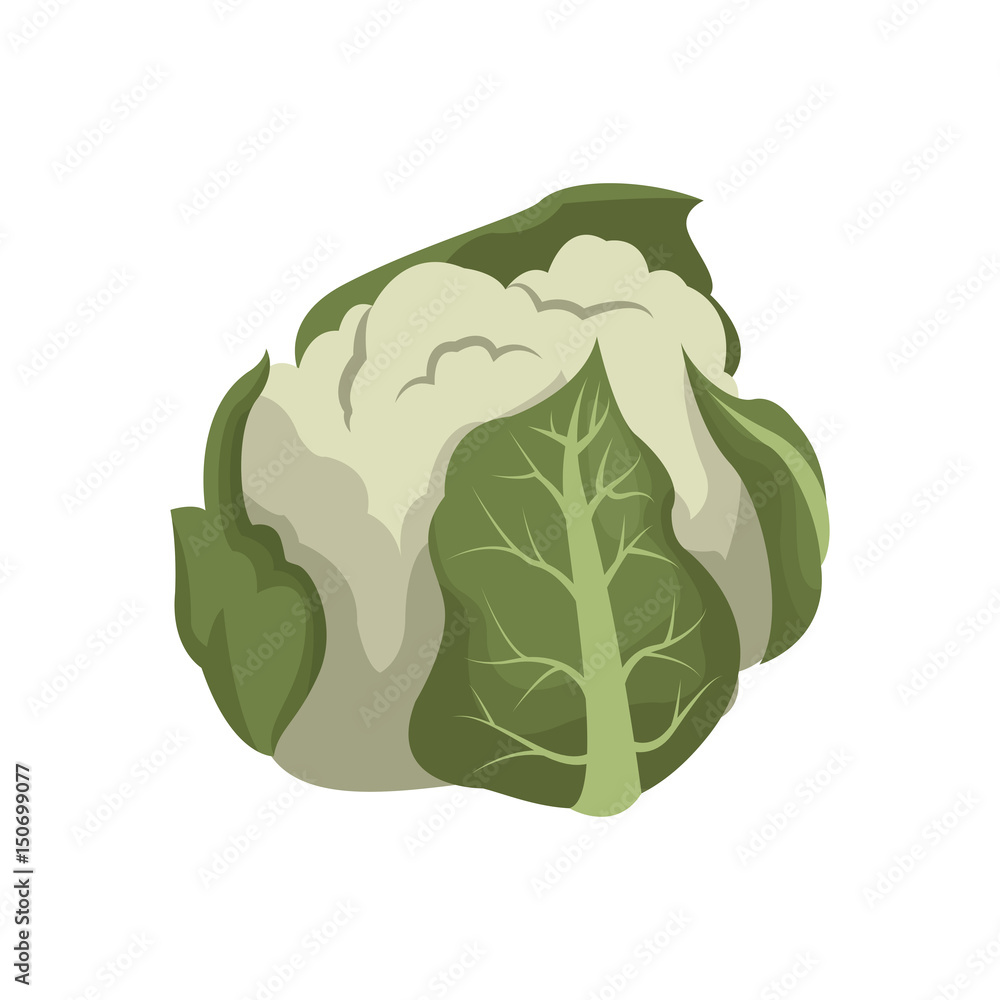 cauliflower vegetable nutrition vitamin food health vector illustration cauliflower vegetable nutrition vitamin food health vector illustration