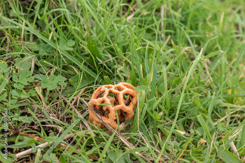 champignon clathrus ruber photo