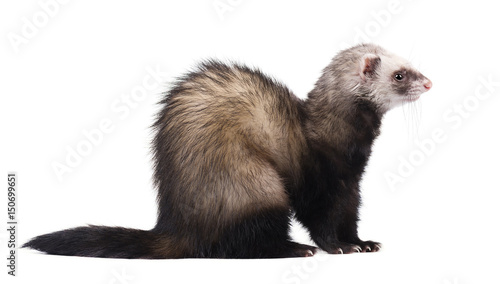 Ferret sitting and looking away, isolated on white background