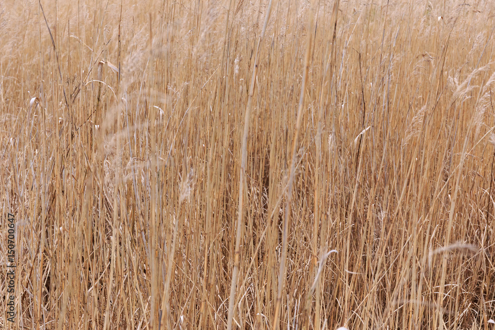 Dry Tall Grass Dry Tall Grass