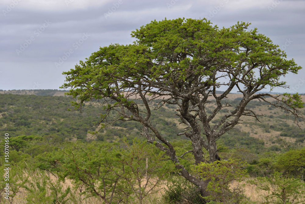 African Savannah