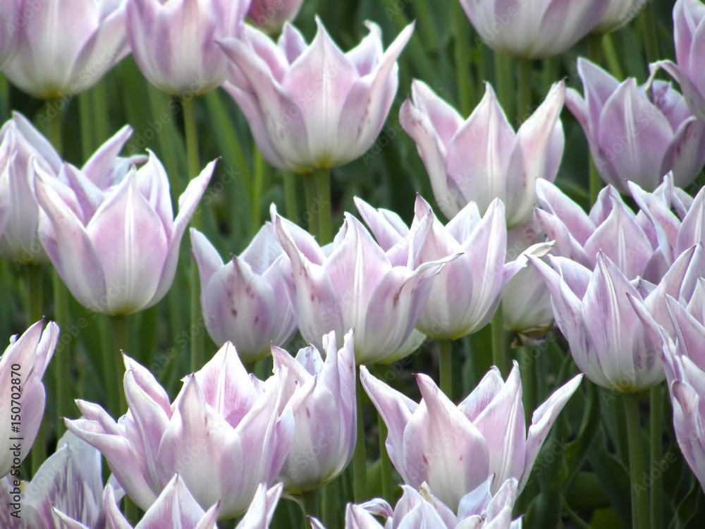 Fototapeta premium Flowers. Spring tulips.