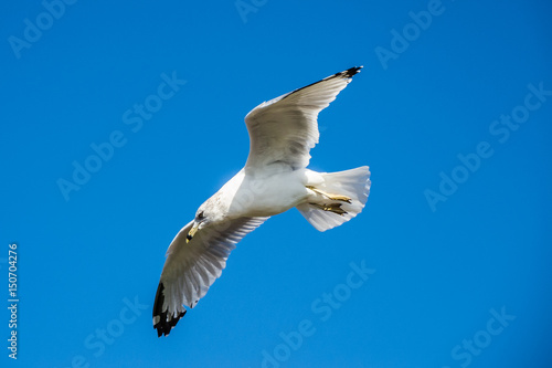 Pigeon gliding flying in front of deep blue sky liberty island