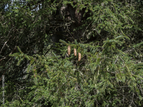 Fichtenzapfen auf Baum © Manuel Capellari