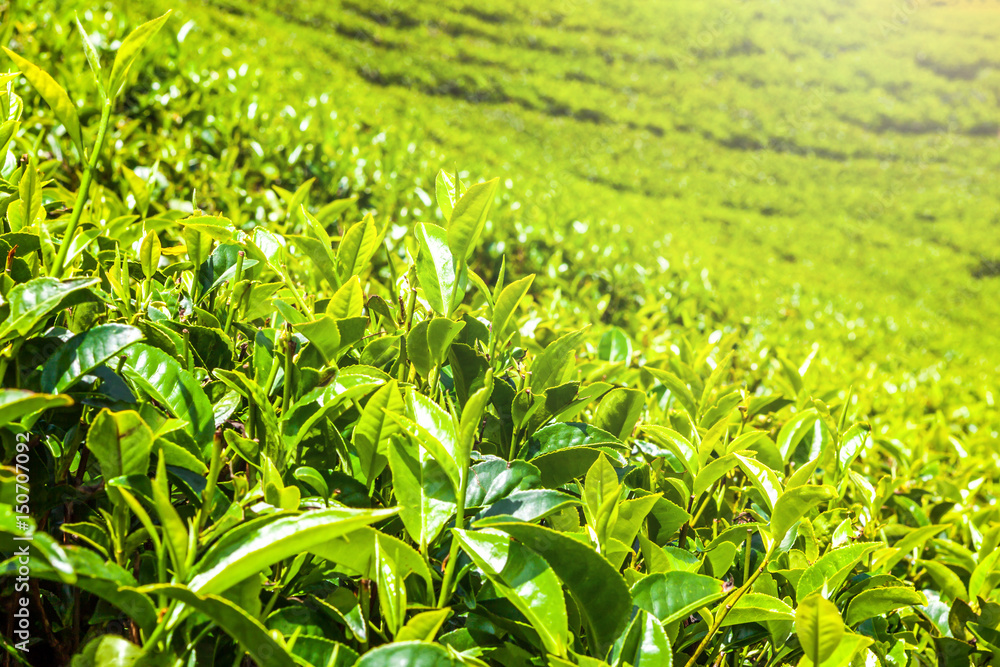 Fototapeta premium Green tea bud and fresh leaves. Tea plantations fields in Nuwara Eliya, Sri Lanka