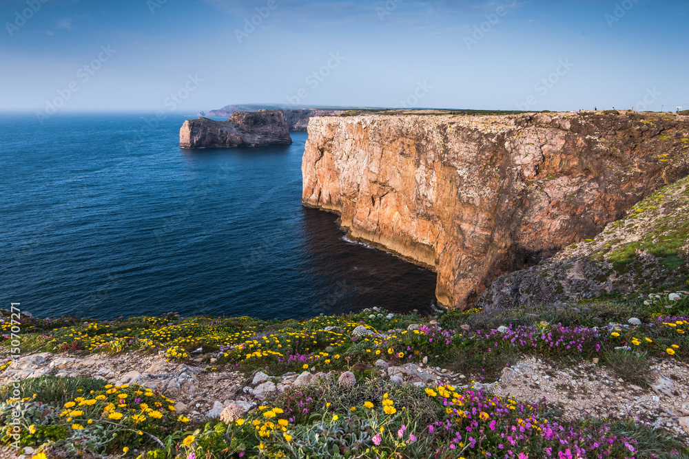 Wild flowers on cliffs in Algarve region,Portugal at summer