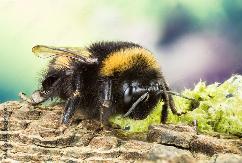 Focus Stacking - Buff-tailed Bumblebee, Bumblebee, Dumbledor, Dumbledore  Stock Photo | Adobe Stock