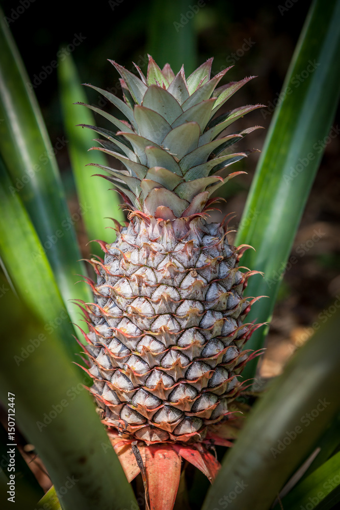 Pineapple tropical fruit growing in a nature. Pineapples plantation and farm. Pineapple tropical fruit growing in a nature. Pineapples plantation and farm.