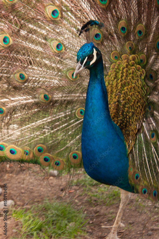 Obraz premium Peacock closeup