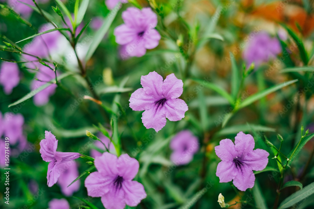 Wide Petunia Flower