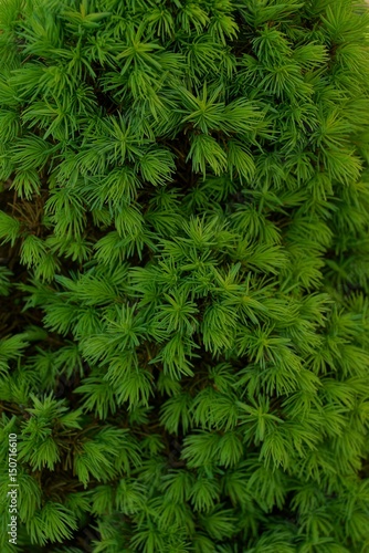 Зелёная текстура из маленьких хвойный веточек растения