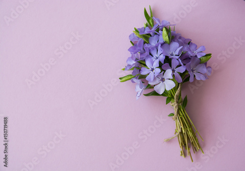 Fototapeta Naklejka Na Ścianę i Meble -  Blue flowers place for a congratulatory text. 