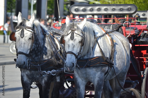 2 horses waiting for ride in Berlin