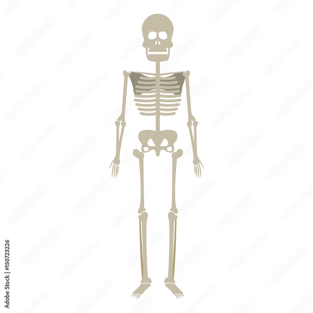skeleton human anatomy skull bone medical science illustration vector skeleton human anatomy skull bone medical science illustration vector