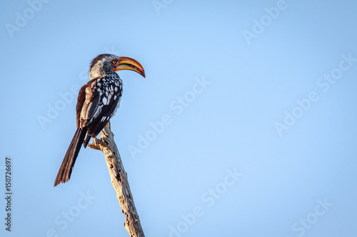 Southern yellow-billed hornbill on a branch.