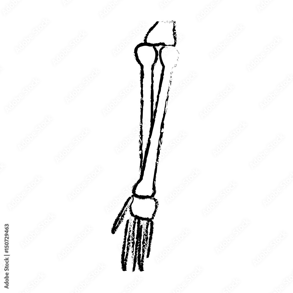 human arm bones hand medical parts sketch vector illustration