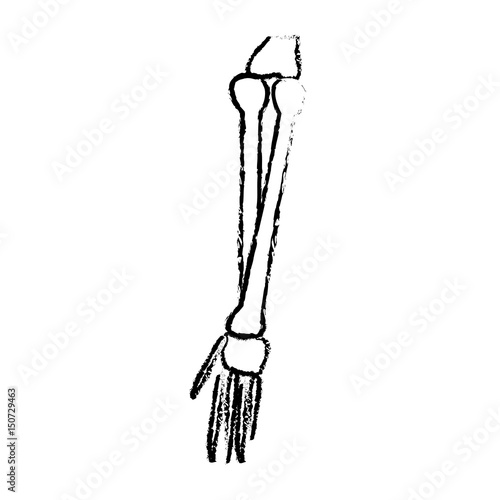 human arm bones hand medical parts sketch vector illustration