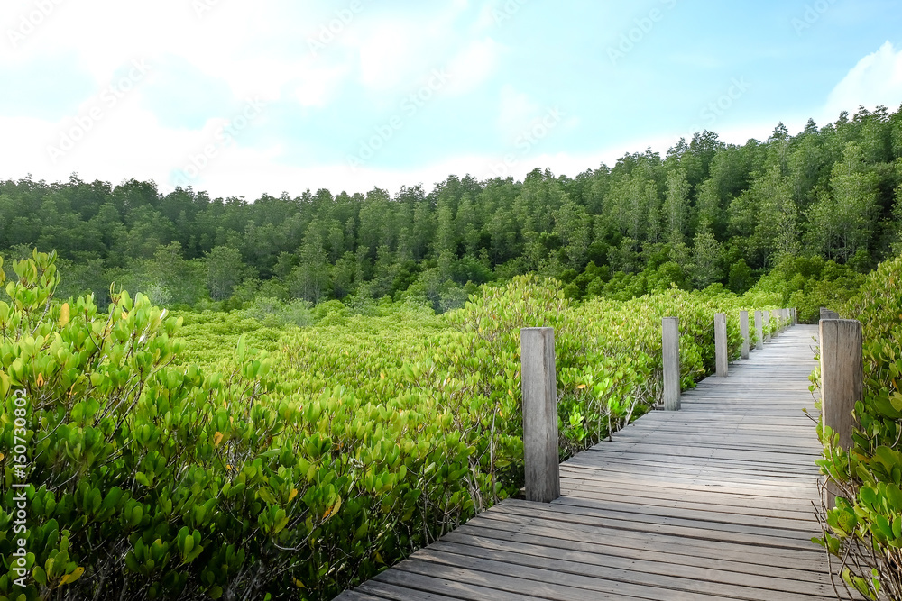 Mangrove forest Nature and Forest Klaeng in Rayong, Thailand