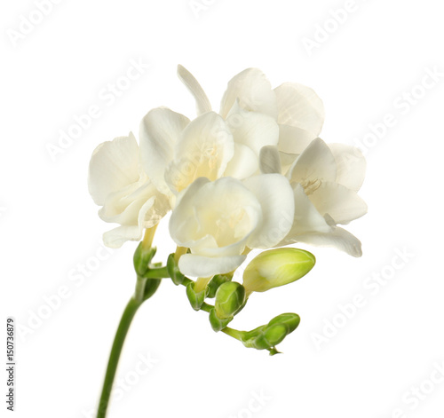 Fototapeta Naklejka Na Ścianę i Meble -  Beautiful freesia flowers on white background
