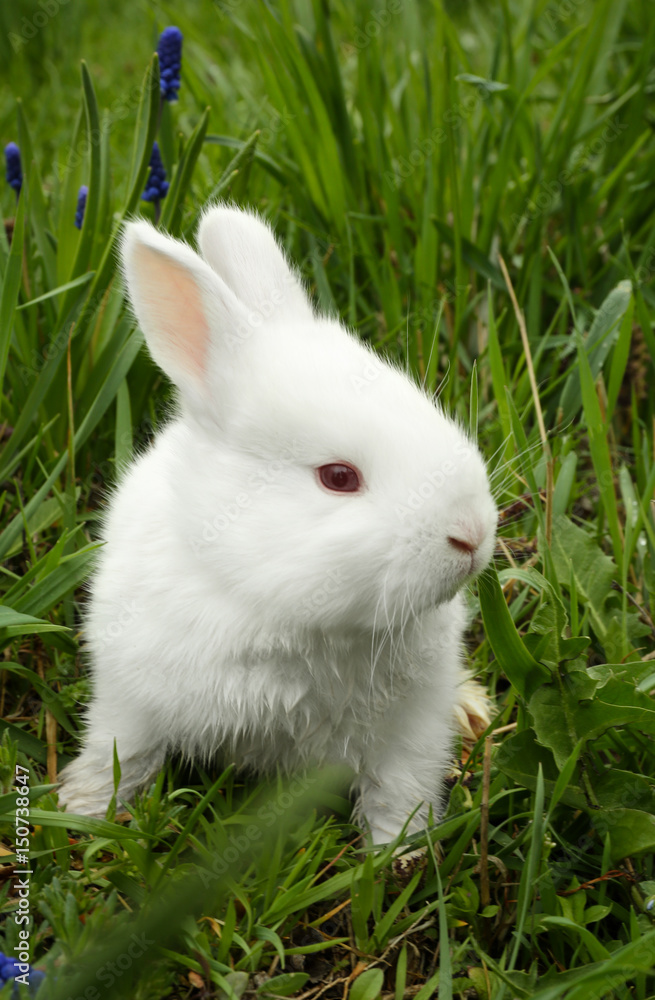 Cute little rabbit sitting on green grass Cute little rabbit sitting on green grass