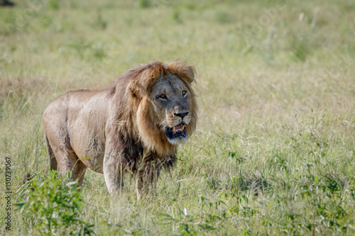 Male Lion walking in the grass.