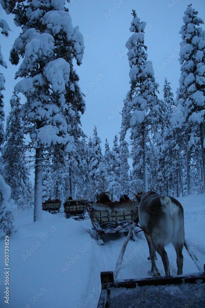 トナカイソリ フィンランド Stock Photo Adobe Stock
