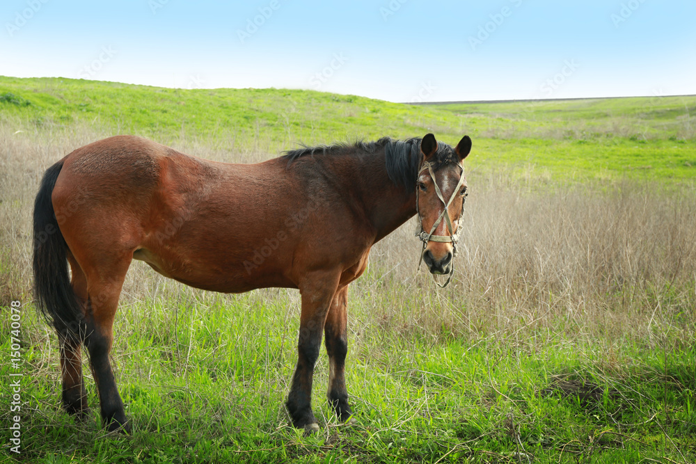 Fototapeta premium Horse grazing on field with green grass