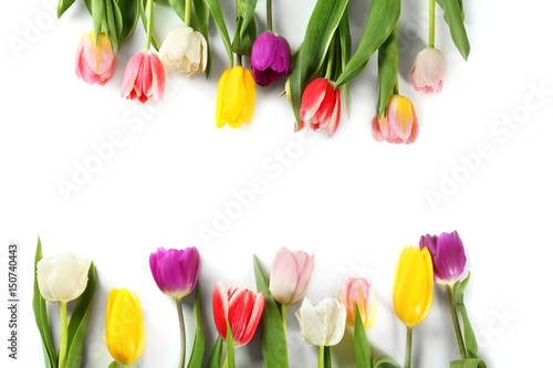Beautiful colorful tulips on white background
