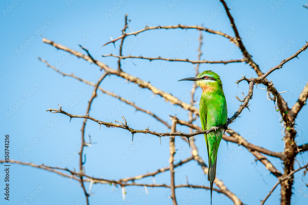 Blue-cheeked bee-eater on a branch. Blue-cheeked bee-eater on a branch.